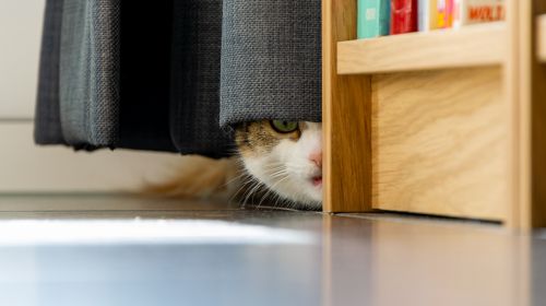 apricot blog The Hidden Costs Behind Owning a Website