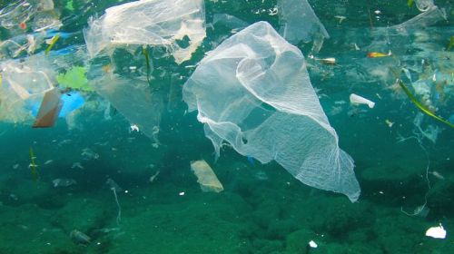 apricot blog Ocean Preservation Innovations
